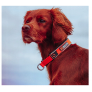 Obroża Cruise Collar Non-Stop orange