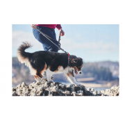 Obroża Cruise Collar Non-Stop orange